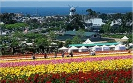 Carlsbad real estate is near the Flower Fields