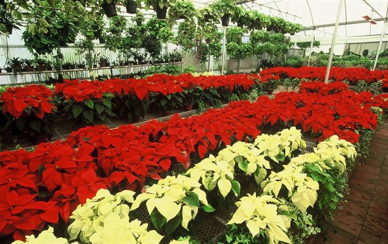 Poinsettias at Paul Ecke Ranch in Encinitas