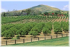 Orchard in Rancho Santa Fe