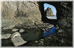 San Diego Tide Pools